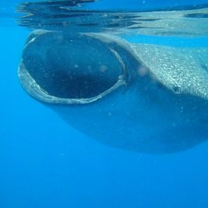 Whale Shark Snorkel