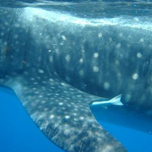 Whale Shark Snorkel