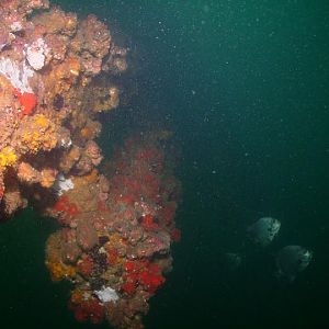 August 2010 - Rig Dive from Freeport