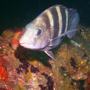 August 2010 - Rig Dive from Freeport