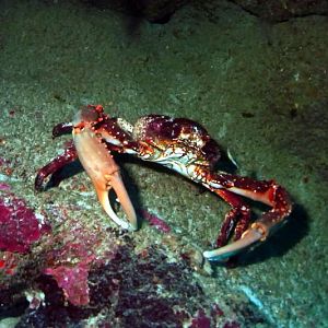 FemaleCrab