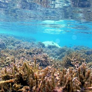 Shore Dive 1