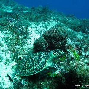 Tortuga