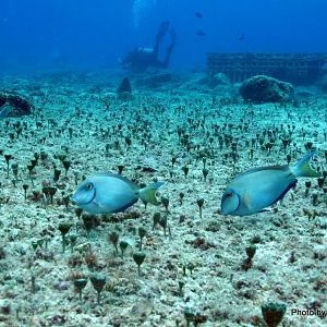 Cozumel 2011