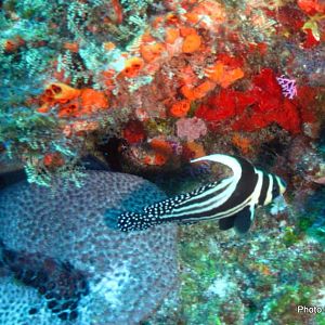 Spotted Drum