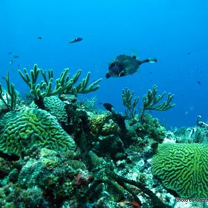 Smooth Trunkfish