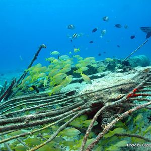 Cozumel 2011
