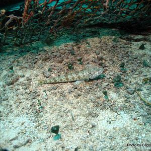 Sand Diver