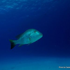 Mutton Snapper