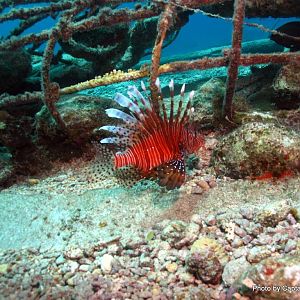 Lionfish