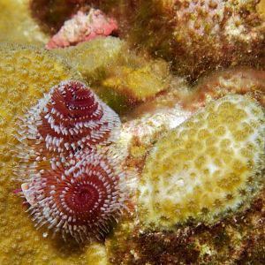 Christmas tree worm
