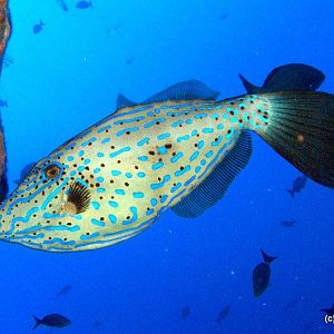 Scrawled Filefish