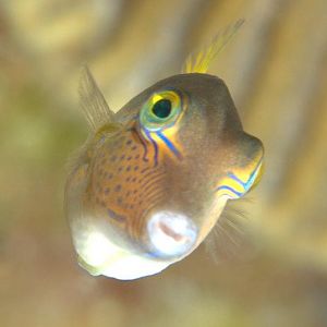 Sharpnosed Puffer