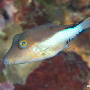 Sharpnosed Puffer