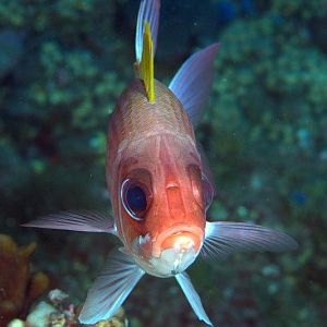 Squirrel Fish
