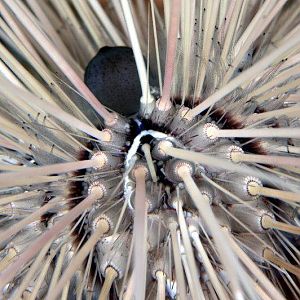 Urchin