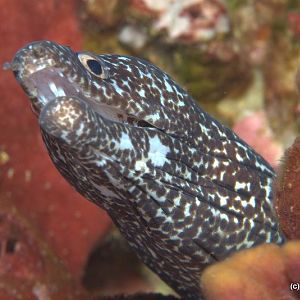 Eel