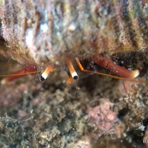Hermit Crab
