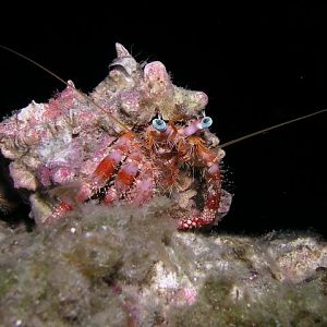 decorator crab