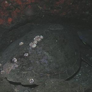 mama turtle