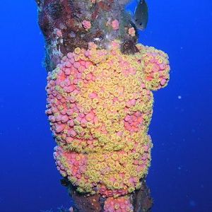 orange cup coral