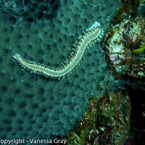 Fire Worm