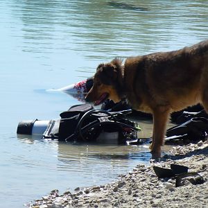 What dog?