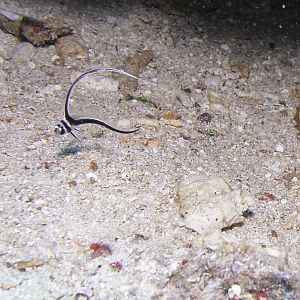juvenile high hat