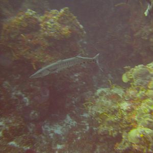 PICT0344