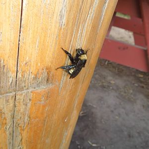 B.A.B