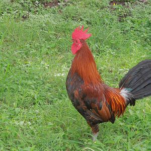 Key West rooster