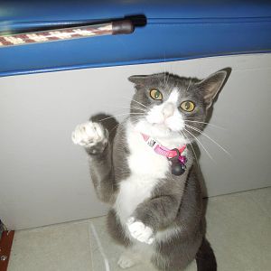 Bearing, the Spree boat cat