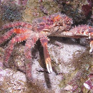 fuzzy wuzzy was a crab