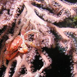 a little crabby