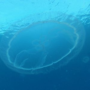 Jelly