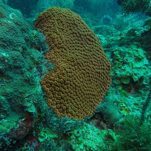 Coral