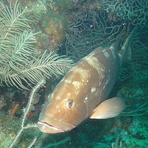 Reef Dive