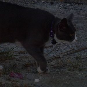 Spree Kitty - Bearing