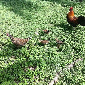 the rooster family