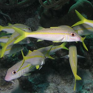 reefy