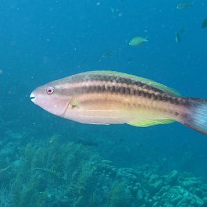 princess parrotfish