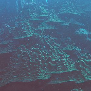 impressive  coral growth
