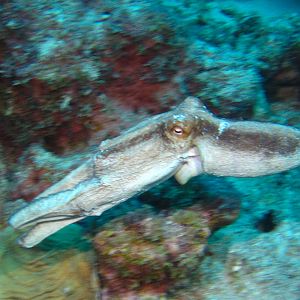 Octopus Moving On