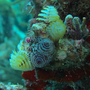 Assorted christmas tree worms