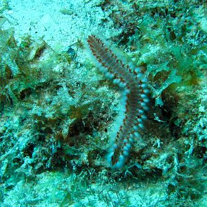 Bearded fireworm