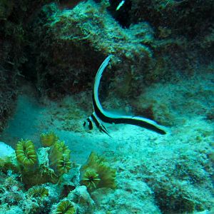 Young Juvenile Drum