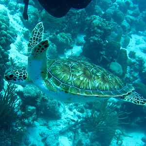 Turtle Swim