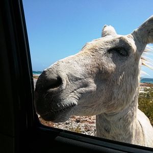 My_new_friend_2