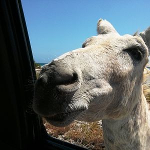 My_new_friend_3