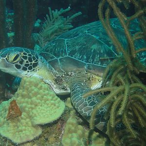 Turtle snoozing